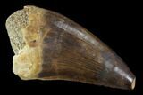 Mosasaur (Prognathodon) Tooth #96786-1
